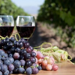 49 primitivo di manduria 1 360x320 pobjvmtfqb64mic0eulundxfvgign44gtxnwe1d6pw